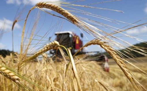 В МинАПК опровергли введение ограничений на экспорт пшеницы