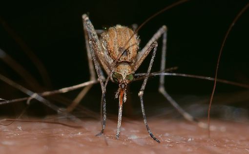 Во французском городке запретили комаров