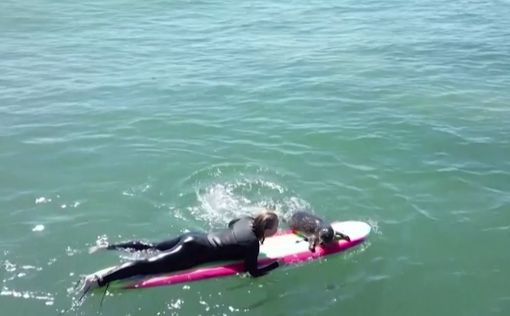 Тюлень запрыгивает на доски к серфингистам, чтобы покататься на волнах. Видео | Фото: скриншот