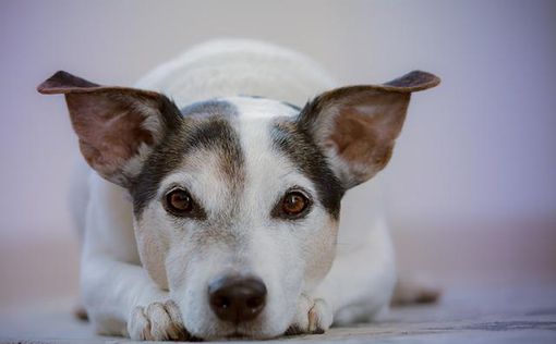 Испанская больница использует для лечения пациентов собак-терапевтов