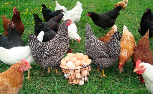 Украина увеличила экспорт мяса птицы с начала года на 40%