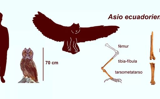 Ученые нашли новый вид гигантских сов