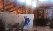 Картины свиньи-художницы Пигкассо продали за $1 млн. Фото, видео | Фото 5