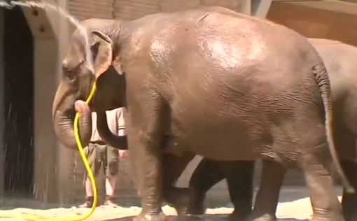 Животные в зоопарках Европы спасаются от аномальной жары