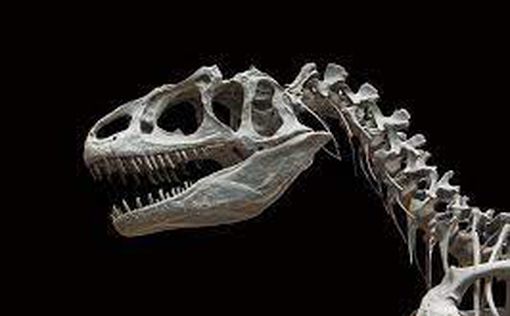 Найдены останки ранее неизвестного вида динозавров