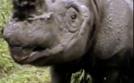 В Малайзии умер от рака последний суматранский носорог