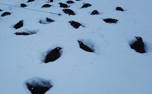 Возле украинской полярной станции выпало рекордное количество снега