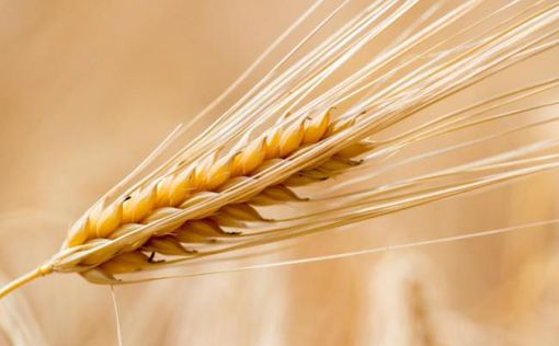 Украина: зафиксирован новый рекорд по экспорту зерновых