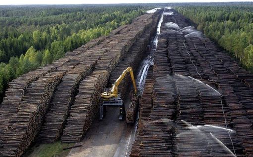 Зеленский подписал закон, запрещающий вырубку лесов