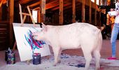 Картины свиньи-художницы Пигкассо продали за $1 млн. Фото, видео | Фото 9