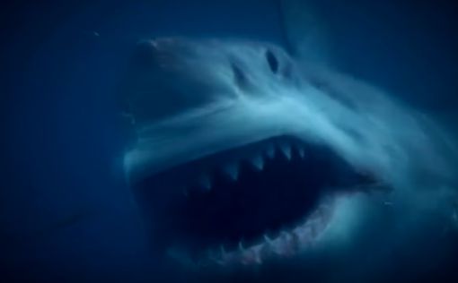 В Австралии тестируют устойчивые к укусам акул гидрокостюмы