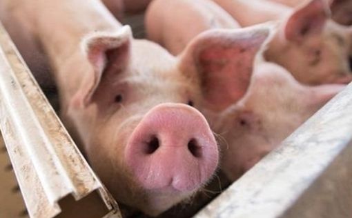 Украина скупает свинину в Польше и Германии