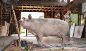 Картины свиньи-художницы Пигкассо продали за $1 млн. Фото, видео | Фото 20