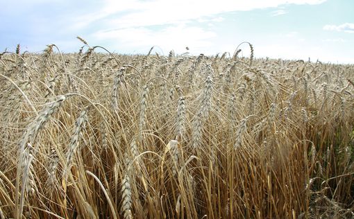 Запасы зерна в Украине выросли на 27%