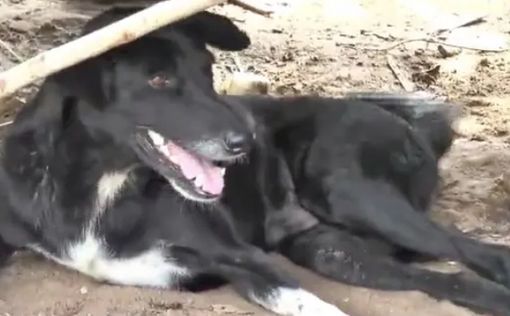 Собака-инвалид откопала из ямы живого младенца