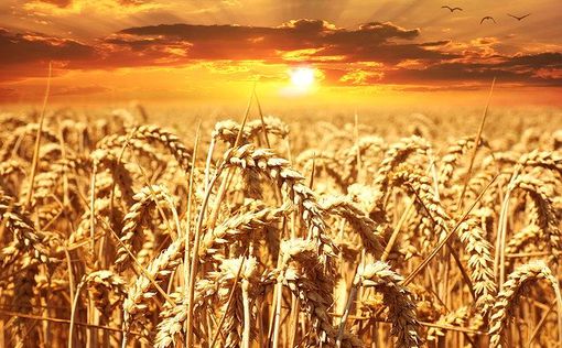 Украина сохранит статус страны-экспортера зерна