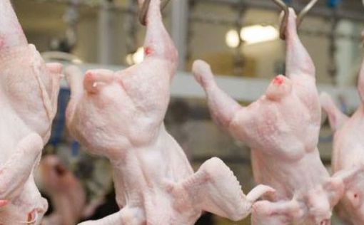 Украина наращивает объемы поставок курятины в ЕС
