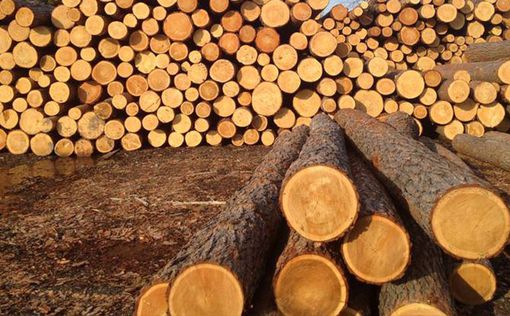 Украину призвали отменить мораторий на экспорт леса