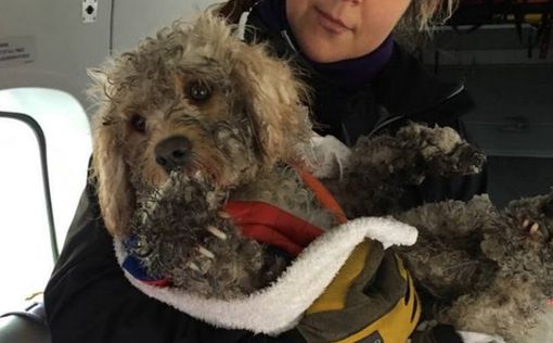 Ветролетчики в Шотландии спасли потерявшегося пса Бена
