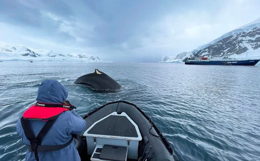 Дроны и наука: полярники изучают китов с неба