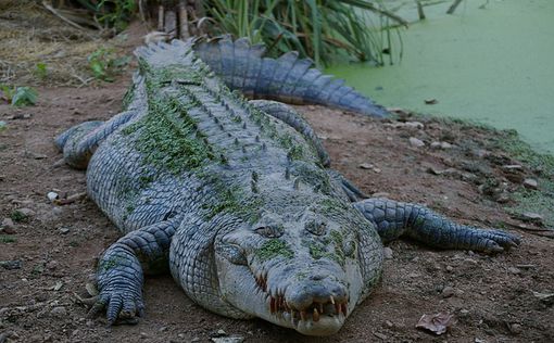 Женщина спаслась после часовой борьбы с крокодилом