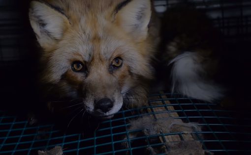 В Сербии больше не будут убивать животных ради меха