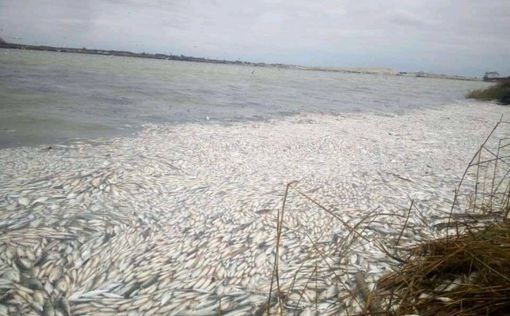 В Херсонской области массово умирает рыба