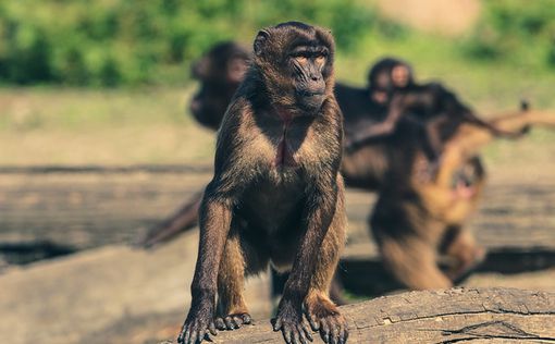 Любопытная обезьяна украла телефон и наделала селфи