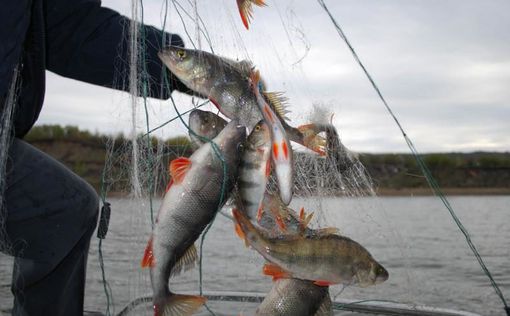 В Украине запретили массовый вылов рыбы
