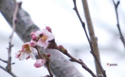 Весна среди зимы: в Днепре расцвели сакуры. Фото, видео