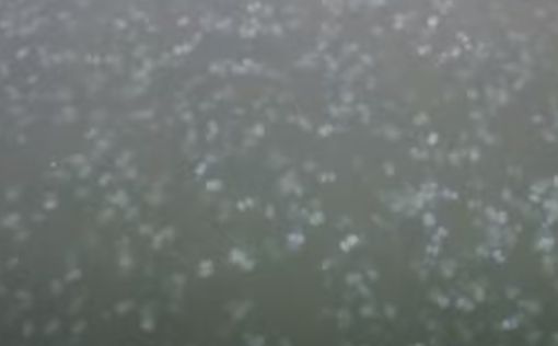 На Азовском море наблюдается нашествие медуз