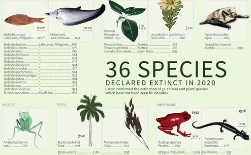 36 видов растений и животных вымерли в 2020-м
