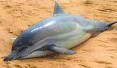В военном марте 2024 года в Черном море погибли десятки дельфинов. Фото | Фото 1
