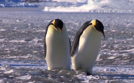 Пингвины нашли в Антарктиде камеру и сделали селфи