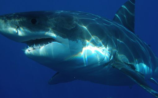 В Египте акула напала на украинских туристов