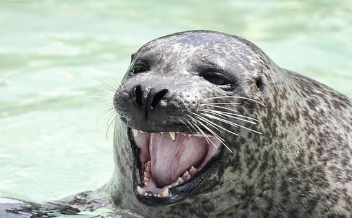 В Англии пловца госпитализировали после нападения тюленя
