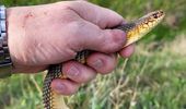 В Одесской области возле многоэтажки нашли редкую змею. Фото | Фото 2