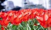 В Киеве начинают расцветать тюльпаны: перечень локаций | Фото 8