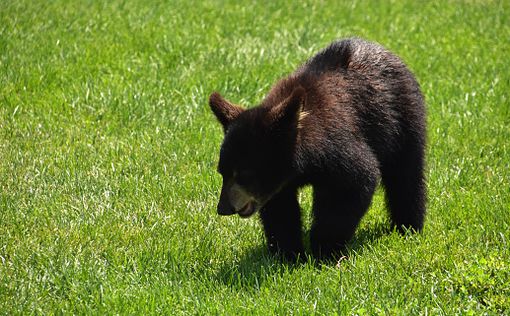 В российском поселке девять человек отравились медвежатиной