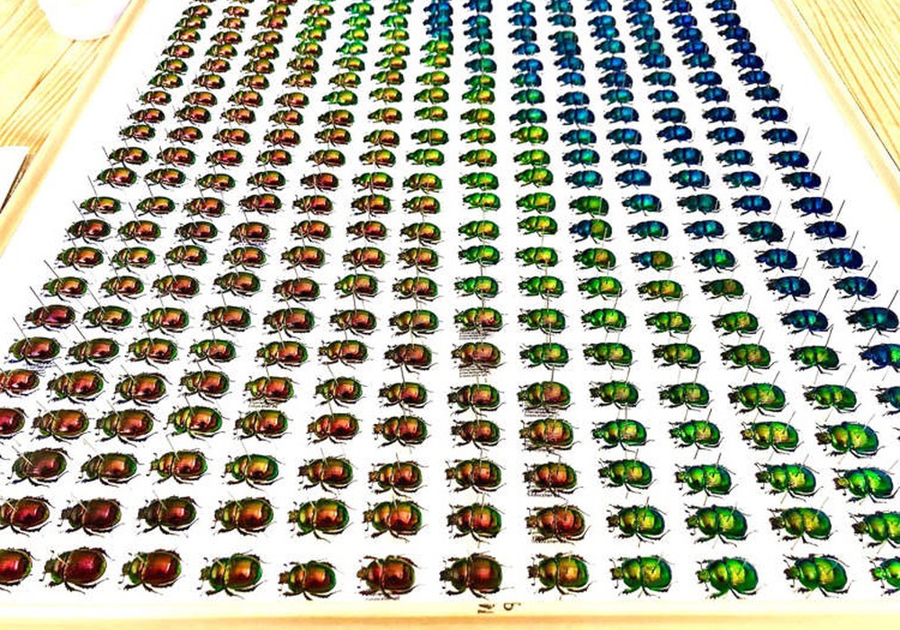 Дивне хобі: японець збирає гнойових жуків із кольоровим градієнтом. Фото