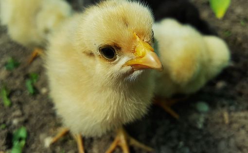 Chick-fil-A скасувала зобов'язання з виробництва курки без антибіотиків