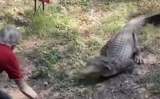 В Австралії чоловік сковорідкою переміг крокодила: відео