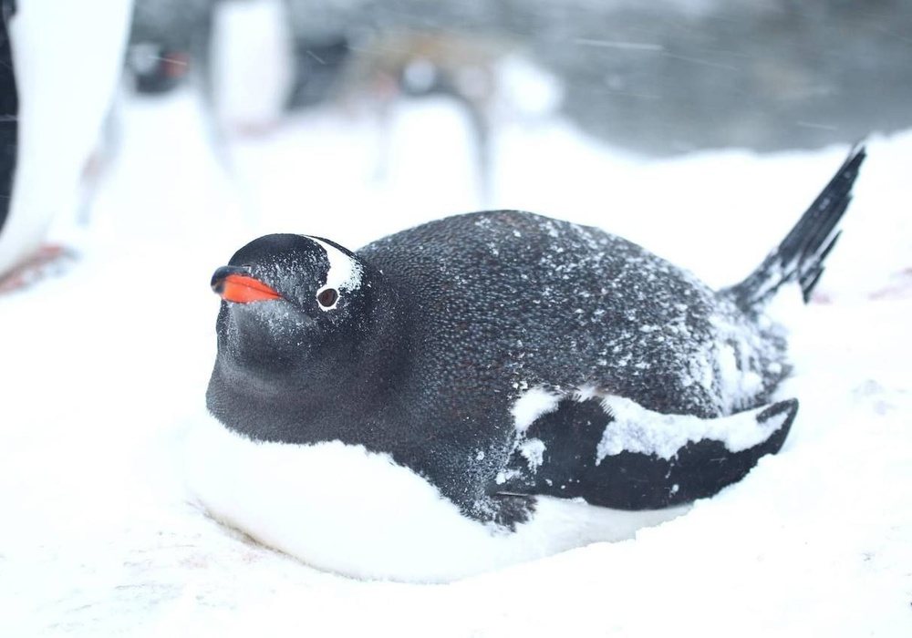 Хорошие новости в "Вернадского": пингвины готовятся к пополнению. Фото | Фото: facebook.com/AntarcticCenter