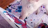 Картины свиньи-художницы Пигкассо продали за $1 млн. Фото, видео | Фото 11