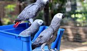 Спасенные попугаи жако ждут всех в гости. Фото | Фото 4