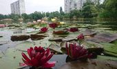 Прогулянка Києвом: F-16 серед парку, дощові сади й озеро квітучих німфей. Фото | Фото 11