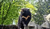 Пушистые великаны приглашают на ланч в свои медвежьи угодья. Фото | Фото 2