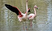 Розовые фламинго снова на своих летних озерах. Фото | Фото 8
