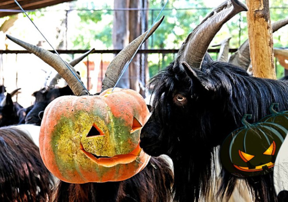 Жители Киевзоо тоже отметили Хэллоуин. Фото | Фото: фото: zoo.kyiv.ua