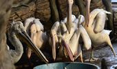 All-inclusive для пеліканів – теплий будинок, смачні карасики і басейн. Фото | Фото 1
